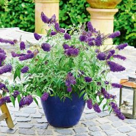 Buddleja 'Summer Bird Blue' Buddleja 'Summer Bird Blue'
