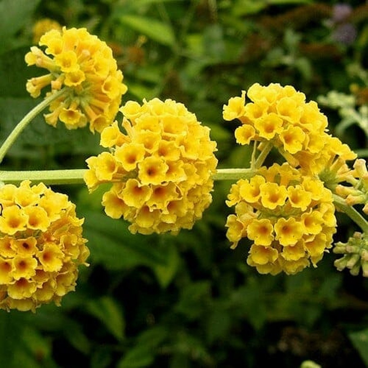 Buddleja wey. 'Sungold' Buddleja wey. 'Sungold'