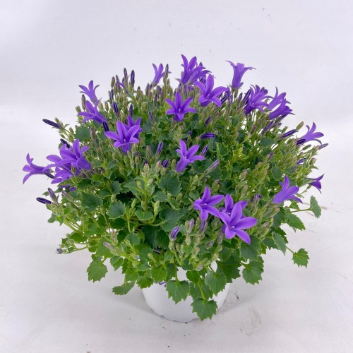 Campanula Ambella Purple