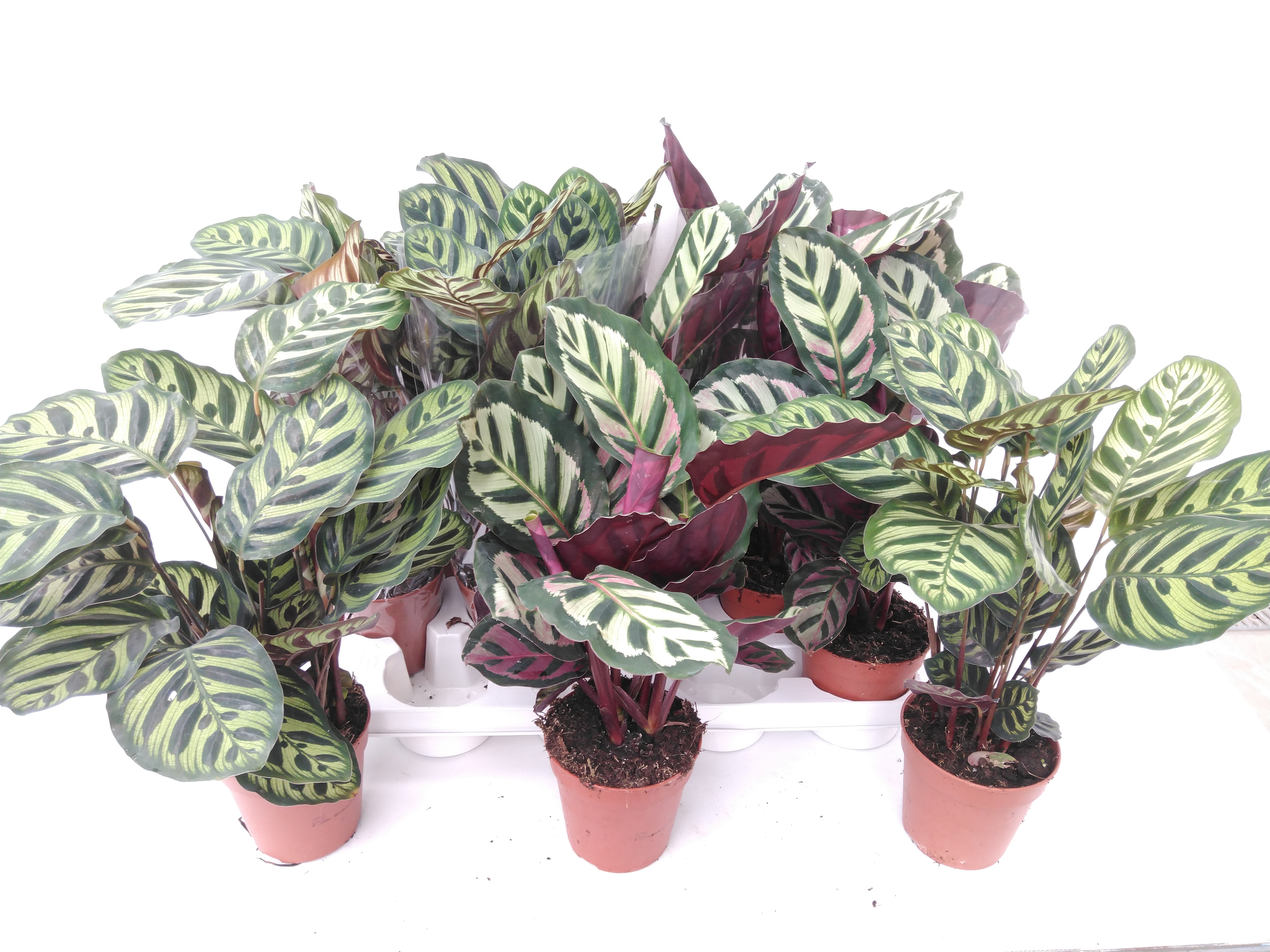 Calathea Angela