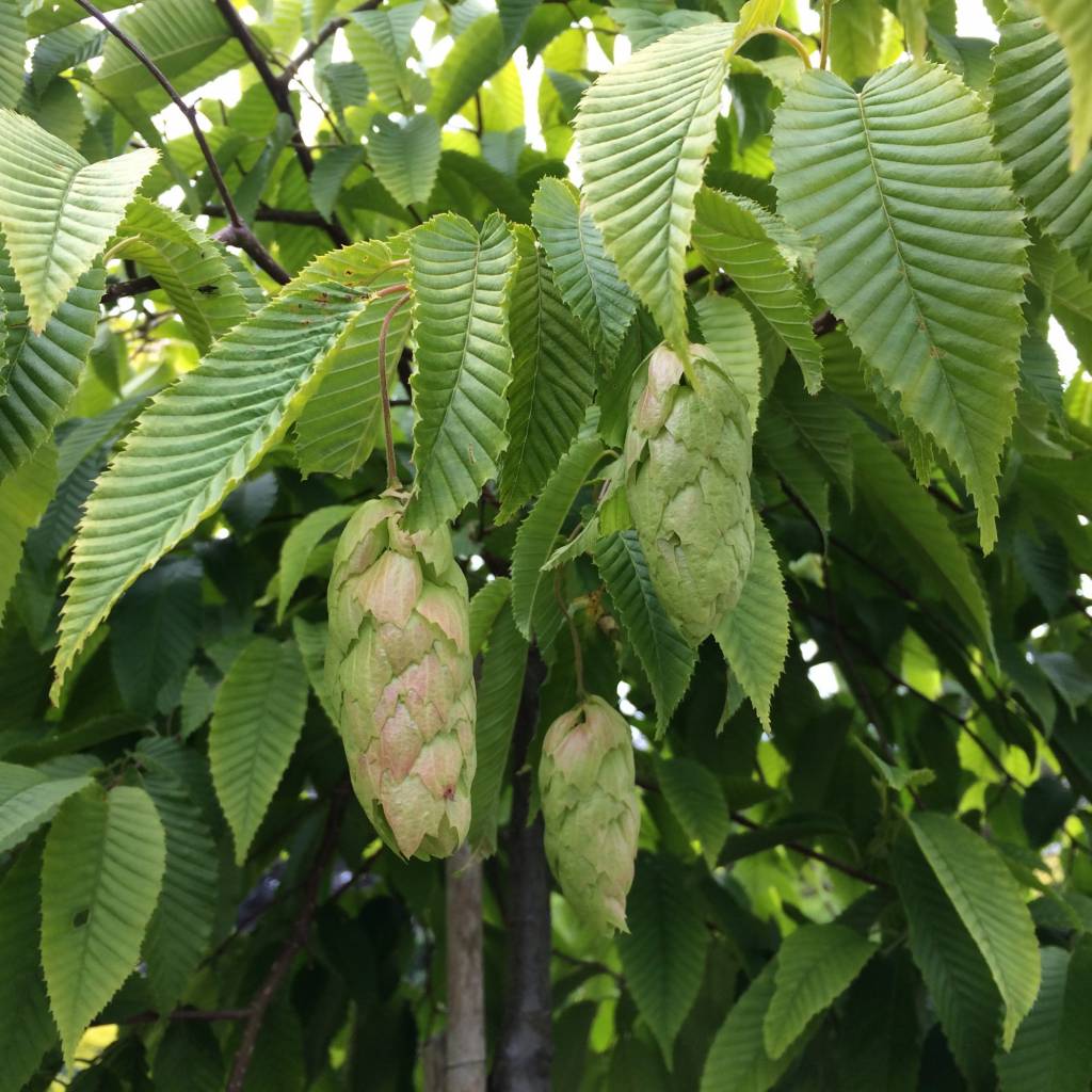 Carpinus betulus 'Chinese Lantern' Carpinus betulus 'Chinese Lantern'