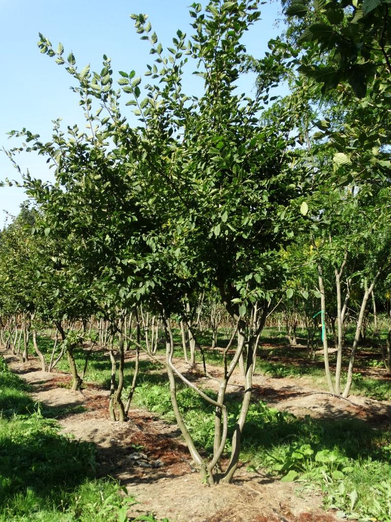 Carpinus betulus LEI   HO 10/12