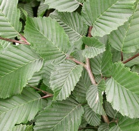 Carpinus betulus - Haagbeuk    