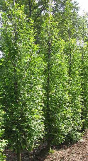 Carpinus betulus 'Fastigiata' Carpinus betulus 'Fastigiata'
