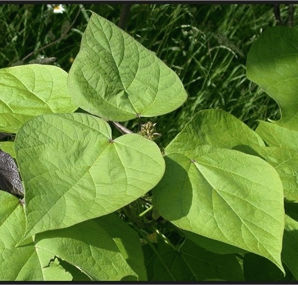 Catalpa bignonioides Catalpa bignonioides