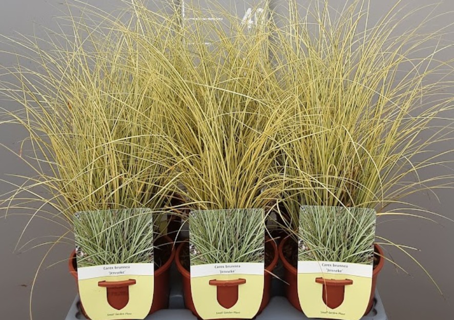 Carex Brunnea Jenneke Carex Brunnea Jenneke