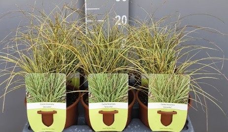 Carex Brunnea Jenneke
