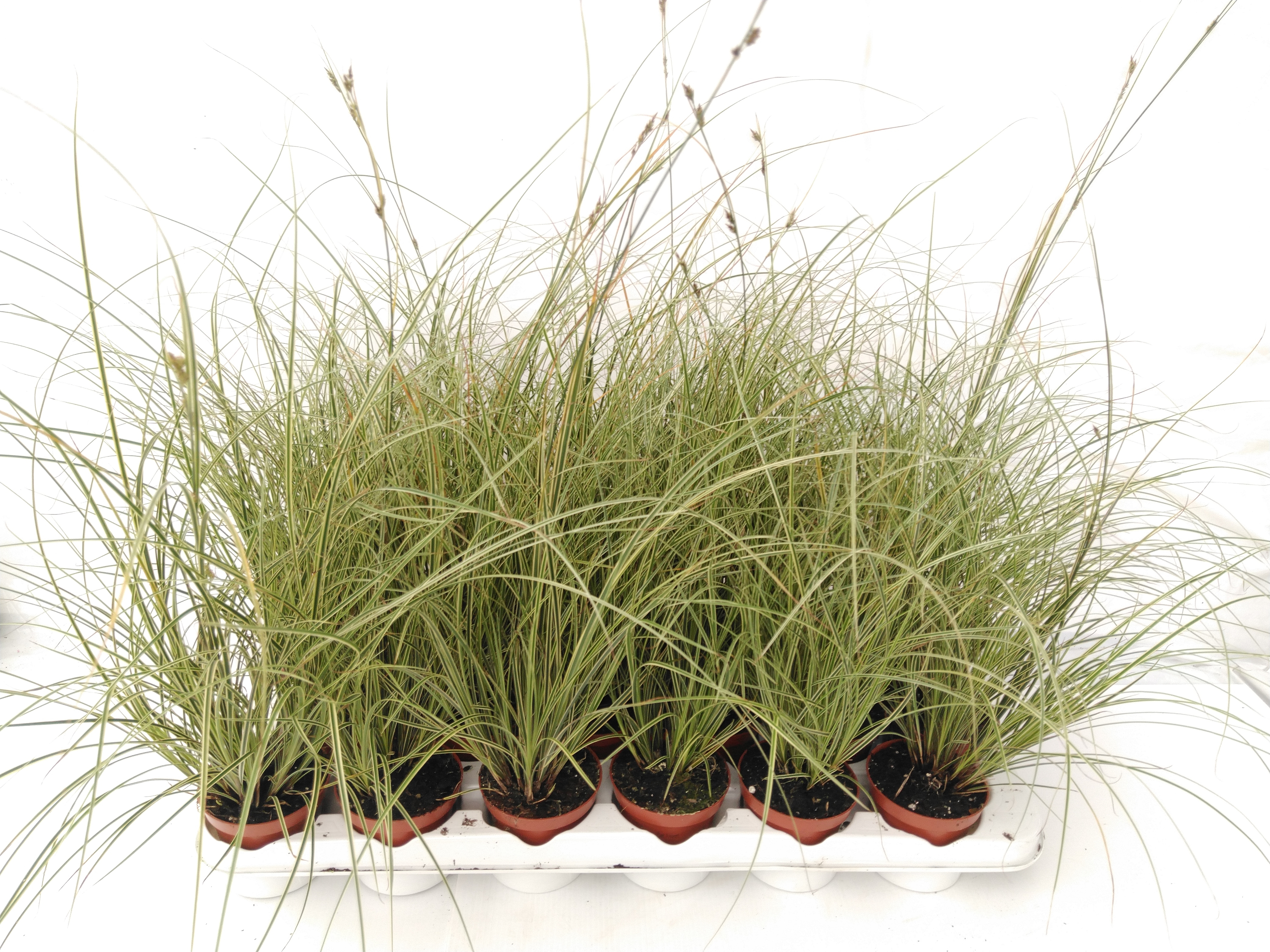 Carex brunnea 'Jubilo' Carex brunnea 'Jubilo'
