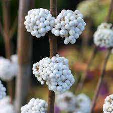 Callicarpa bod. 'Magical Snowqueen'