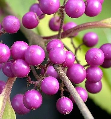 Callicarpa bod. 'Profusion' Callicarpa bod. 'Profusion'