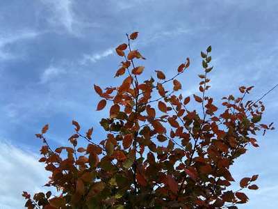 Carpinus betulus 'Rockhampton Red' Carpinus betulus 'Rockhampton Red'