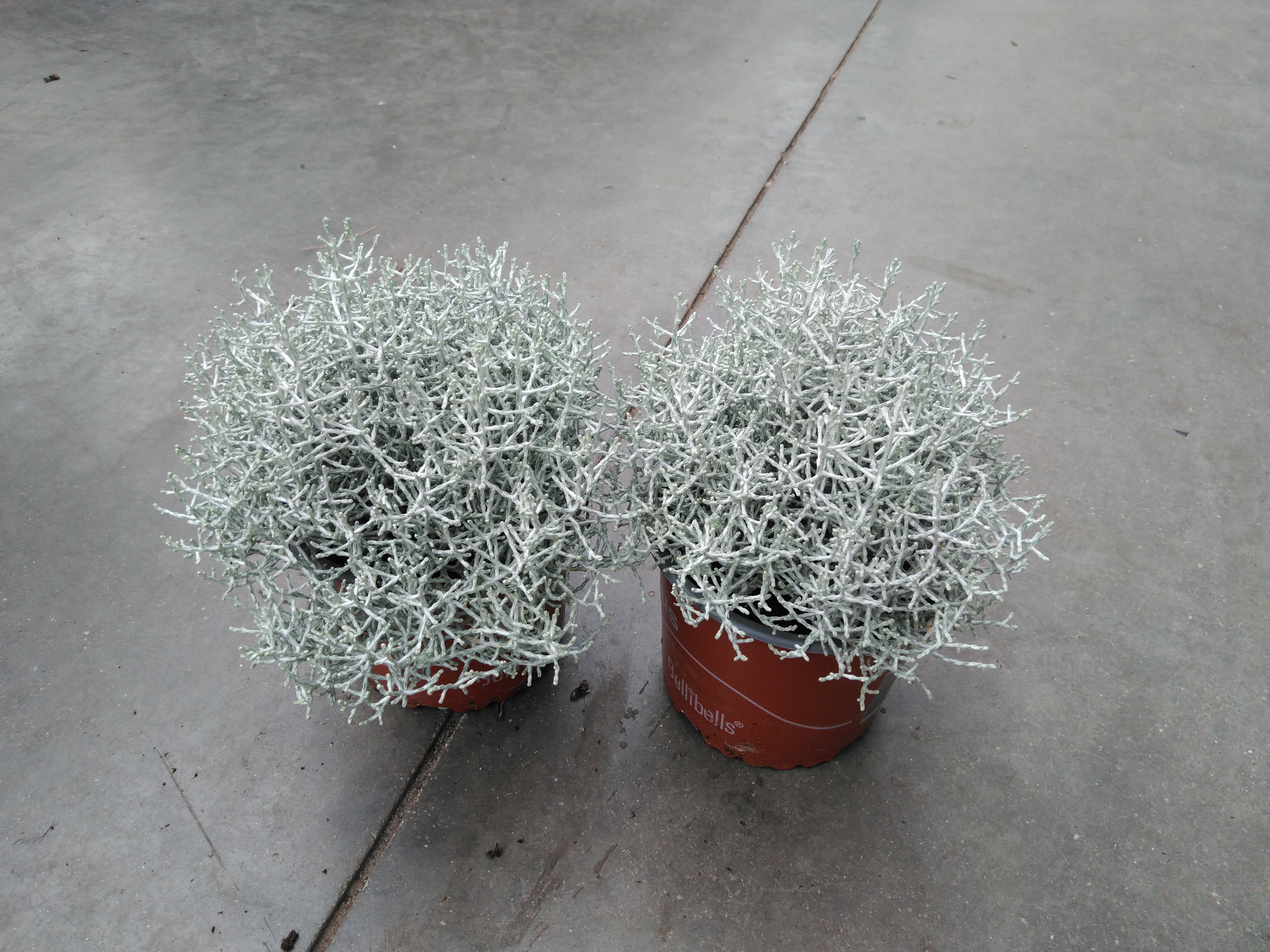 Calocephalus brownii 