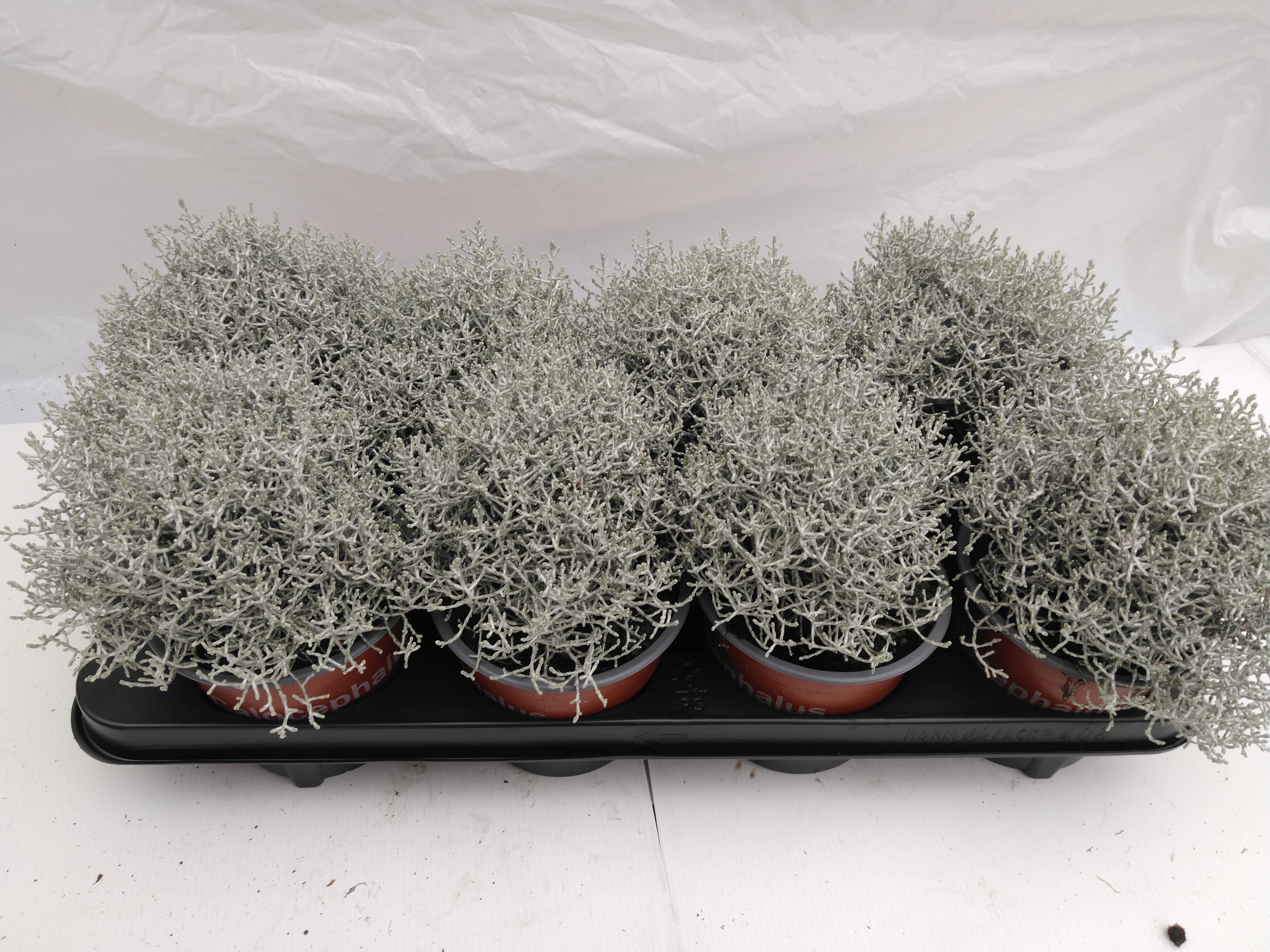 Calocephalus brownii 