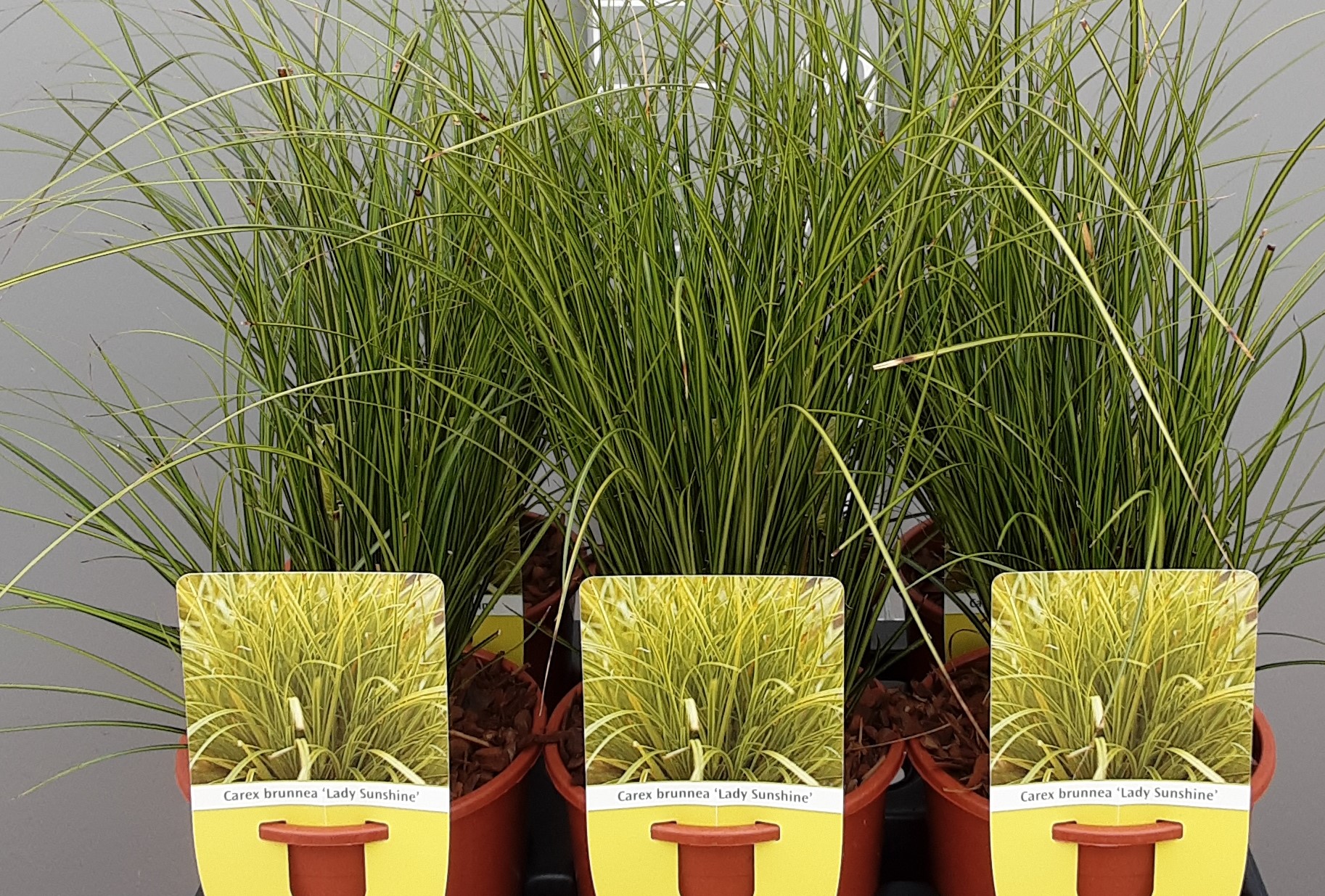Carex brunnea 'Lady Sunshine' Carex brunnea 'Lady Sunshine'