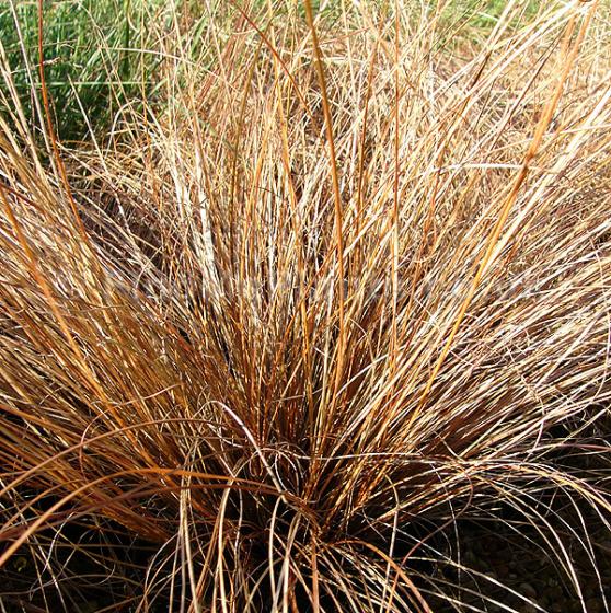 Carex comans 'Bronze Form' Carex comans 'Bronze Form'
