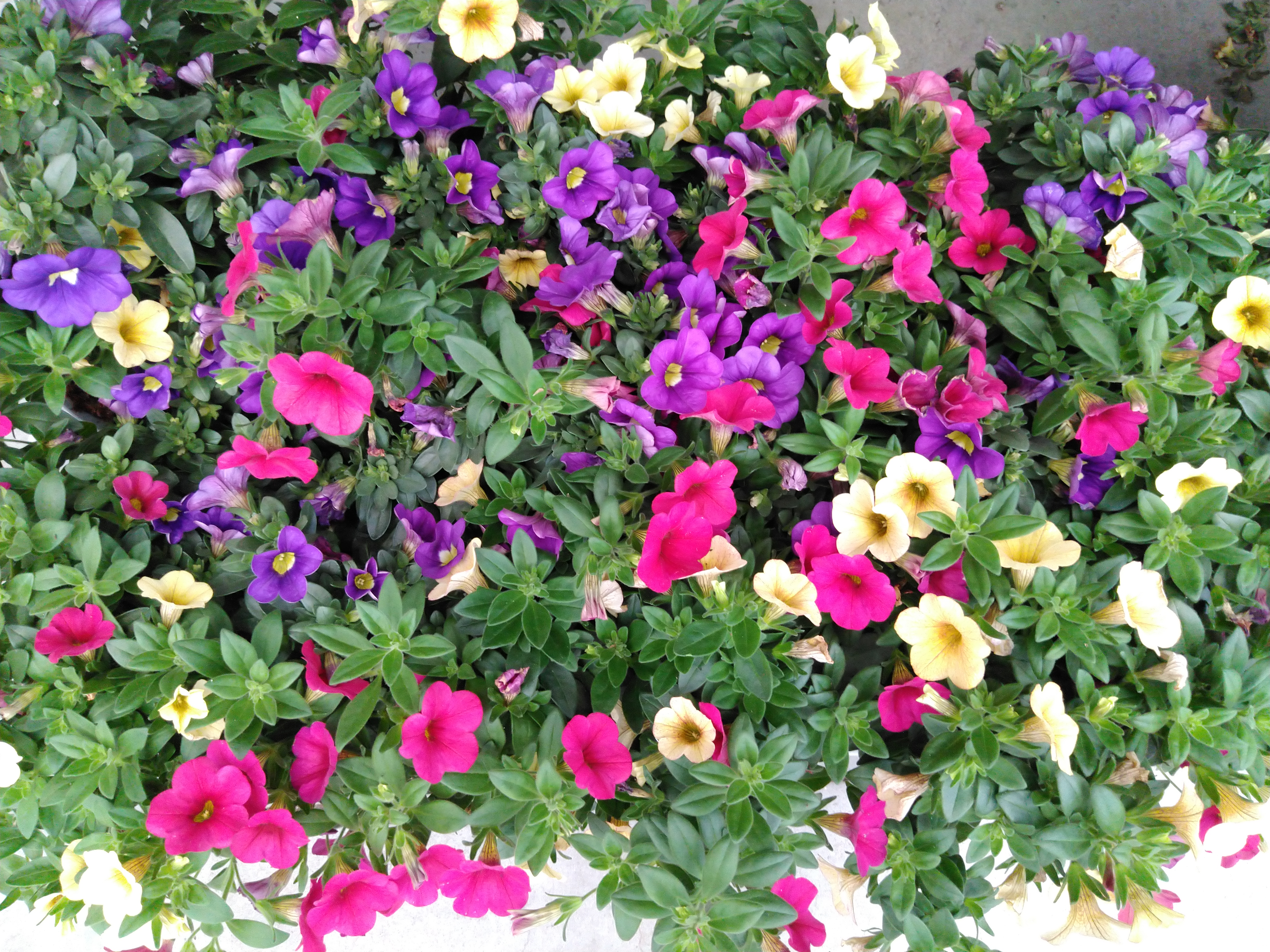 Calibrachoa 'Celebration'