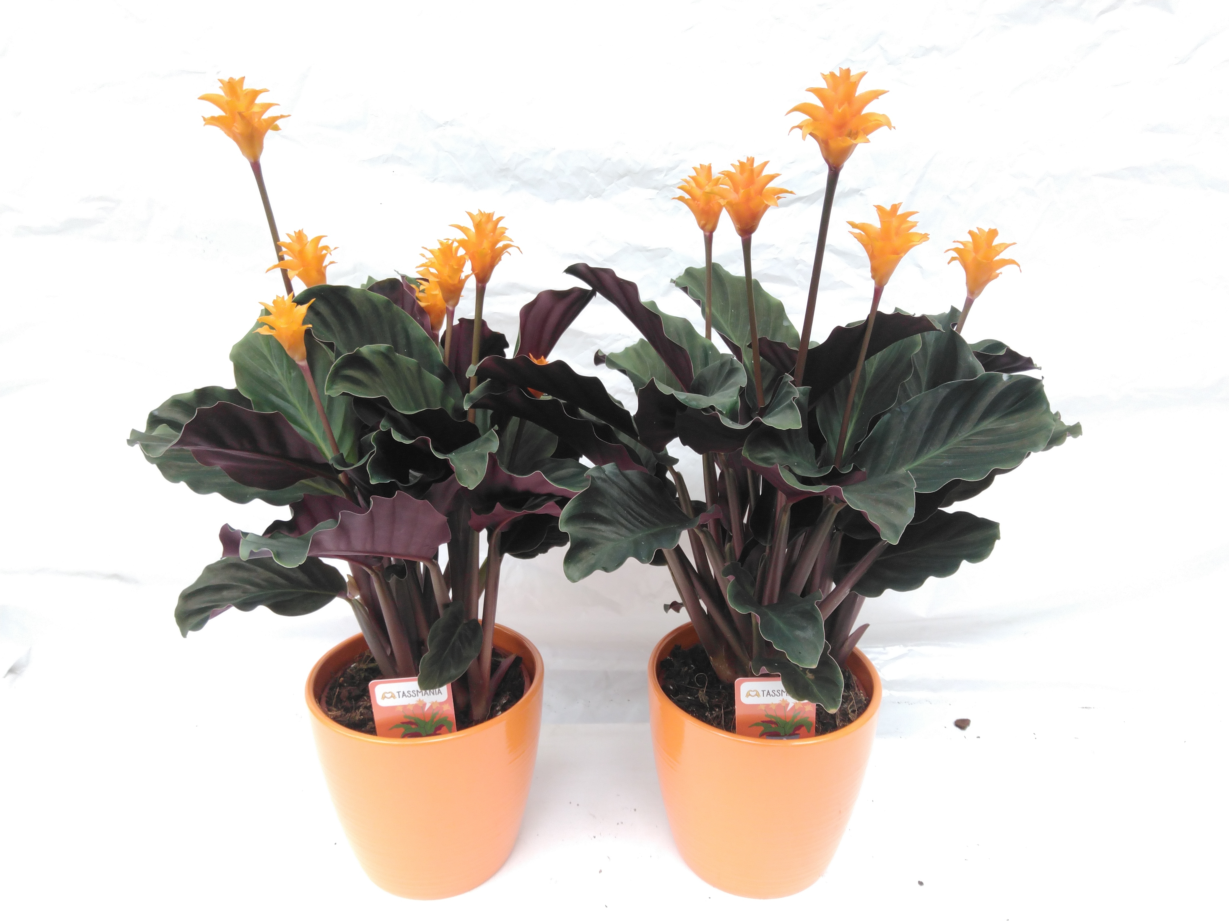Calathea crocata in steen pot Calathea crocata in steen pot