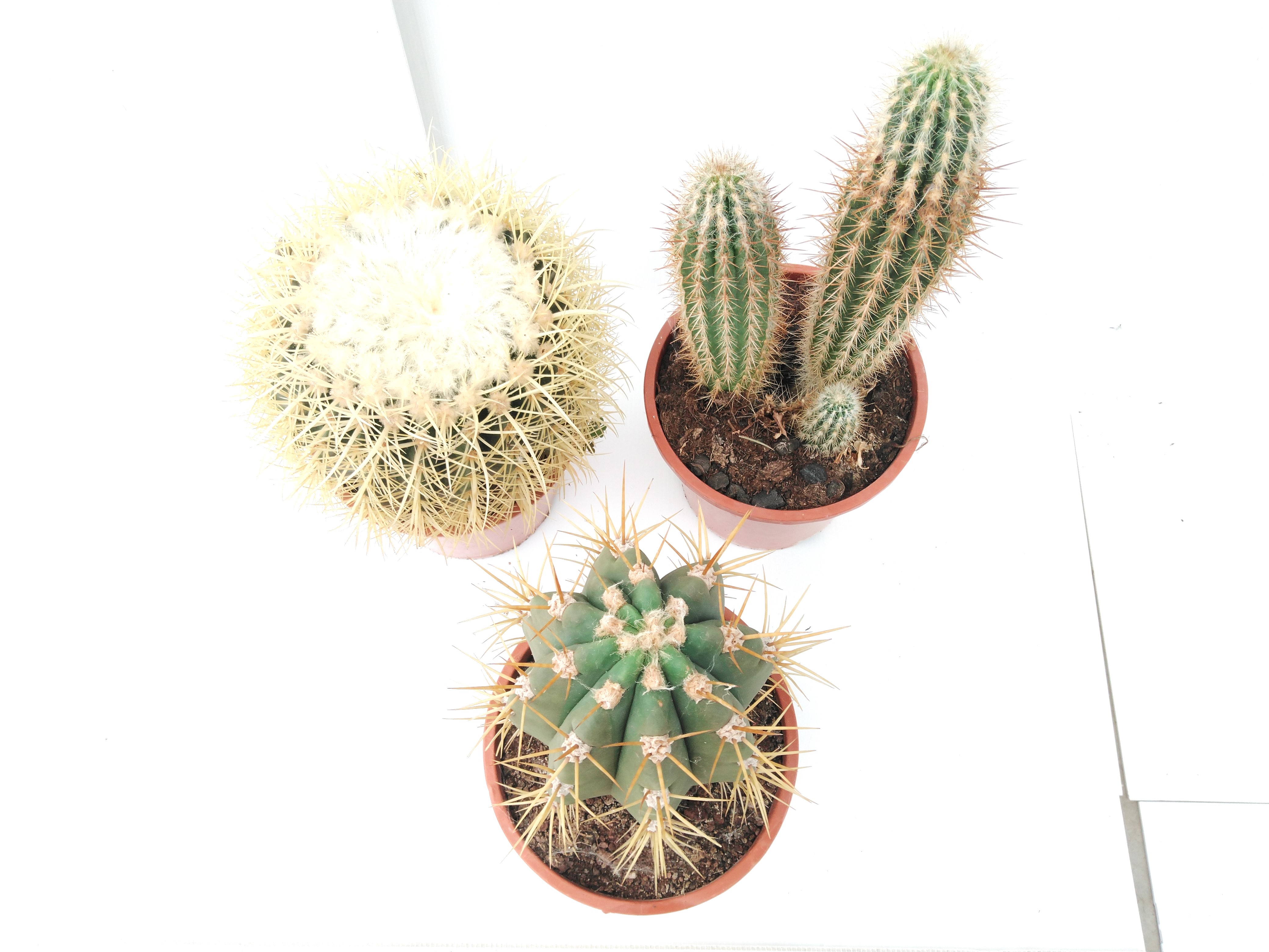 CACTUS MIX P17