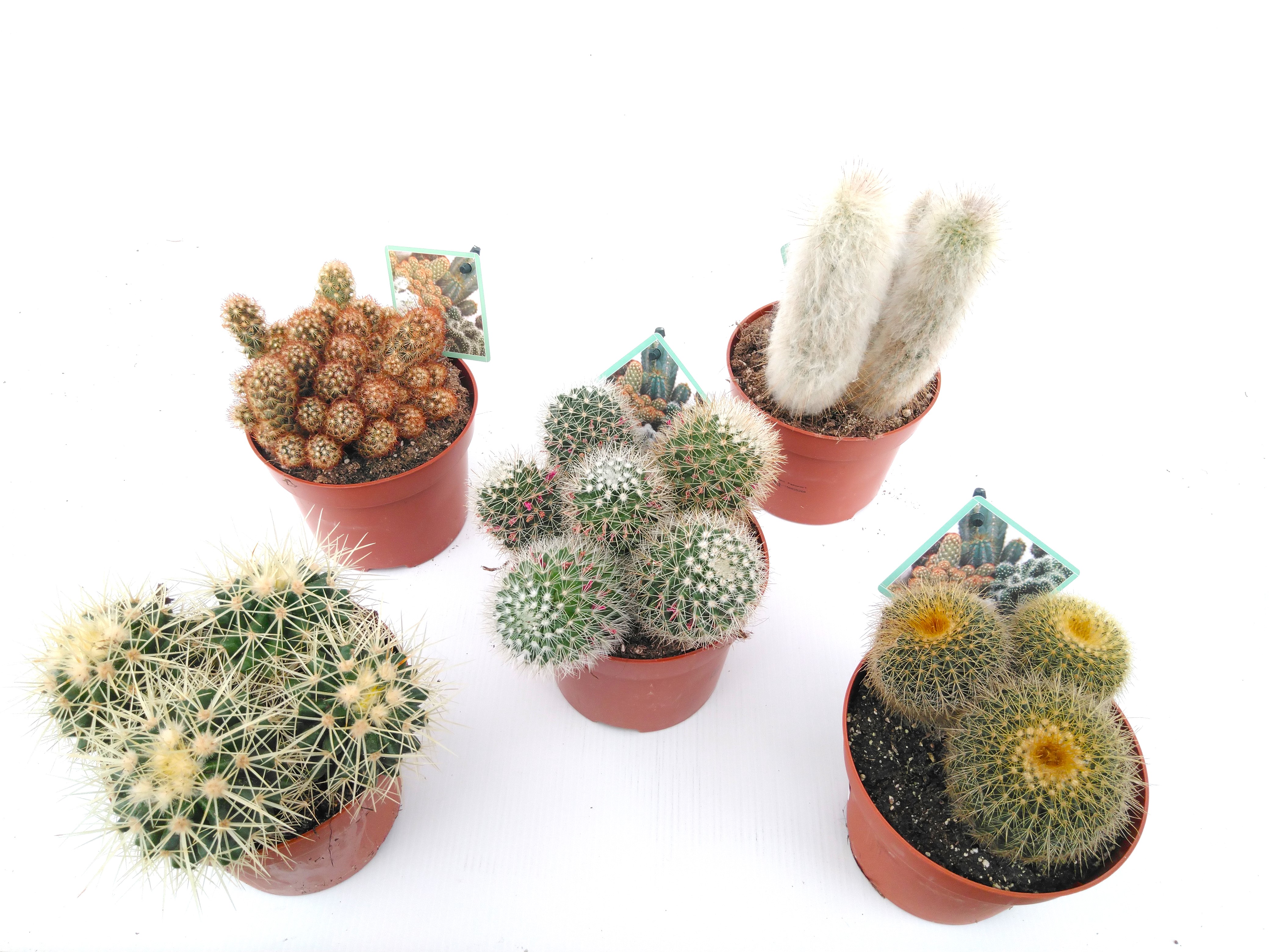 Cactus mix P 9 cm