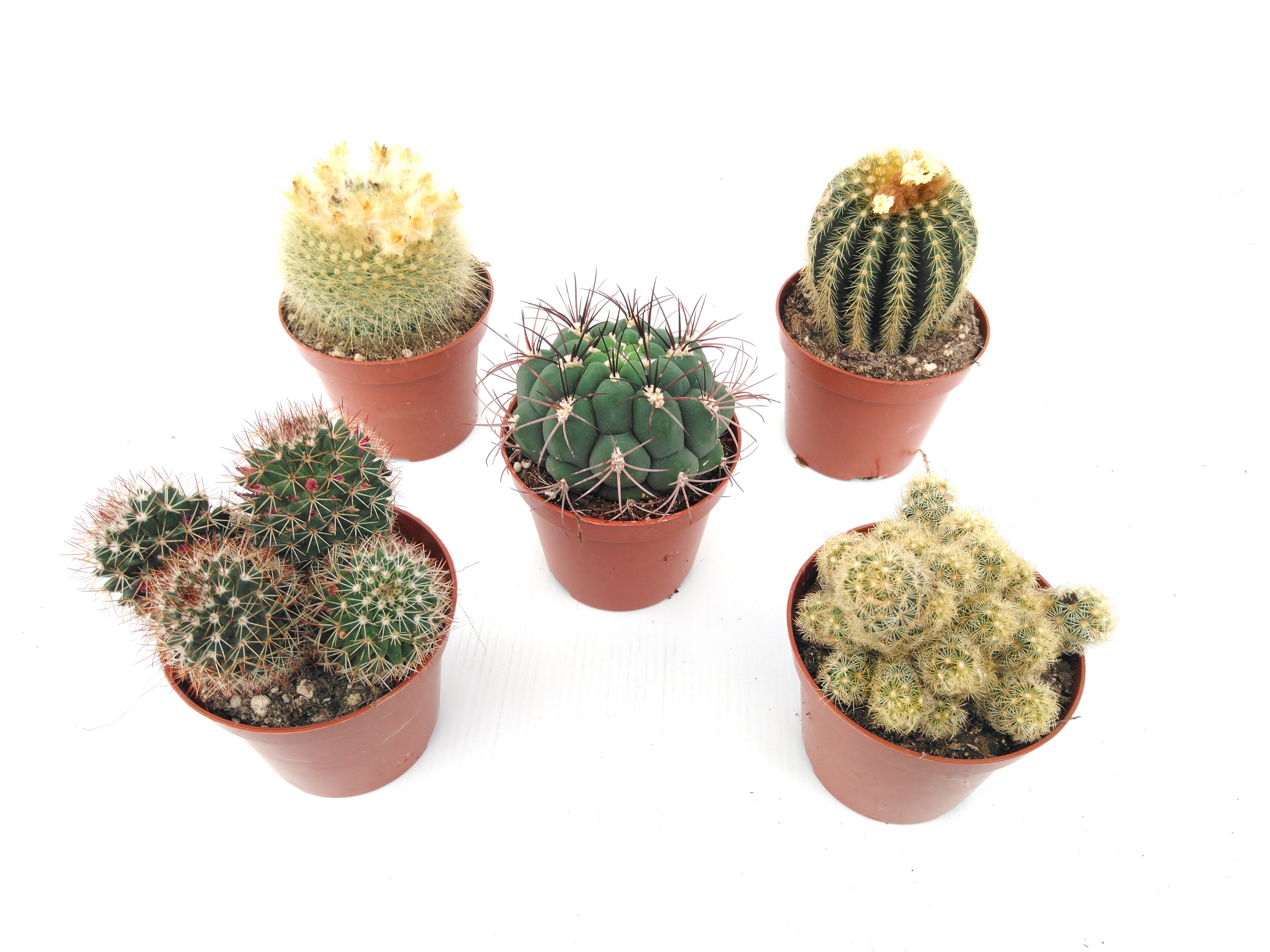 Cactus mix P 9 cm