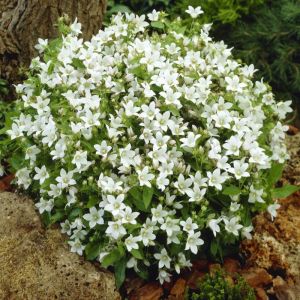 Campanula carp. 'White Star'