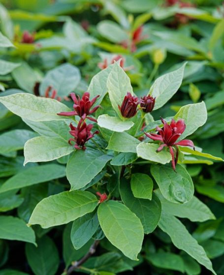 Calycanthus floridus Calycanthus floridus