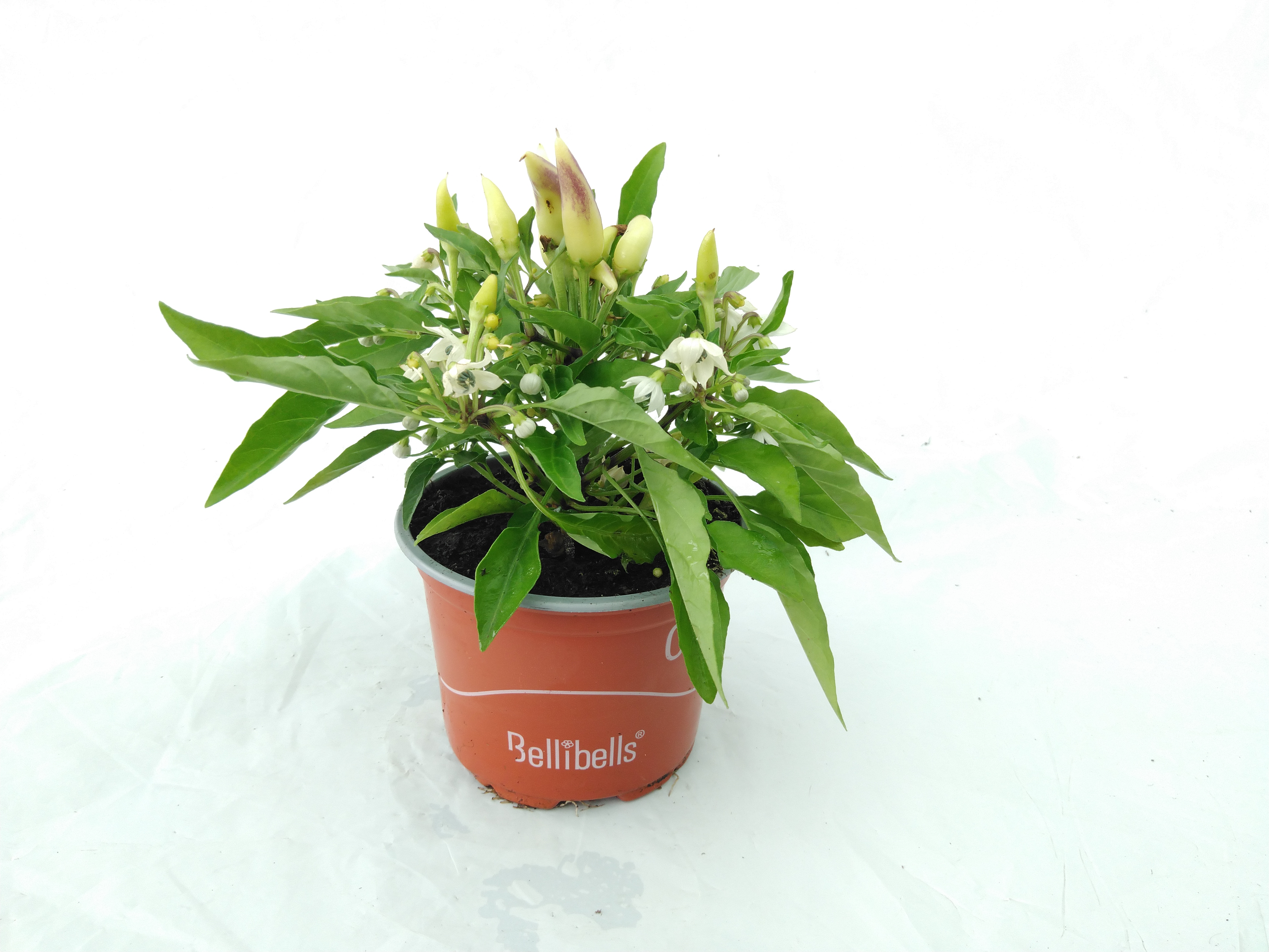 Capsicum frutescens - Sierpeper