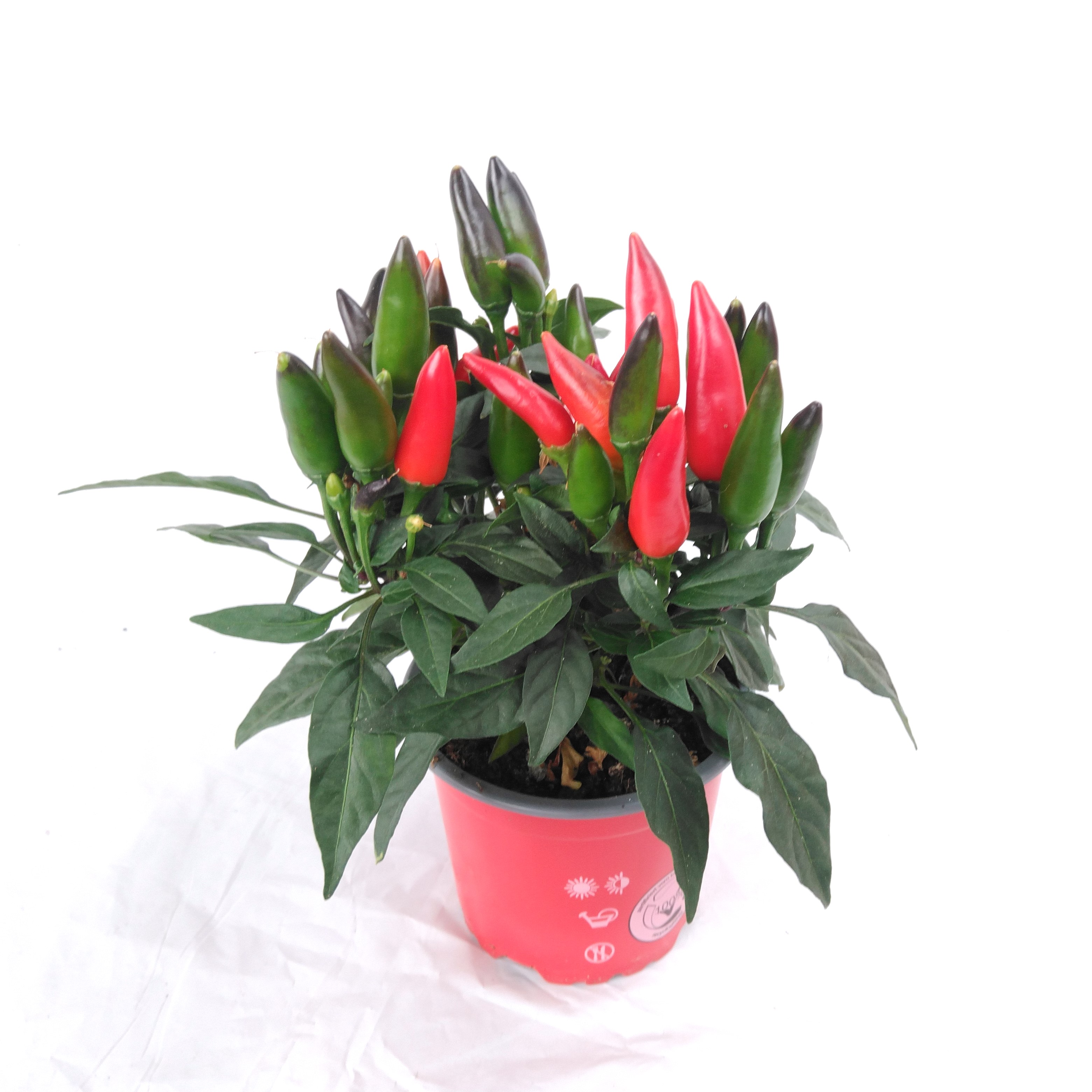 Capsicum frutescens - Sierpeper