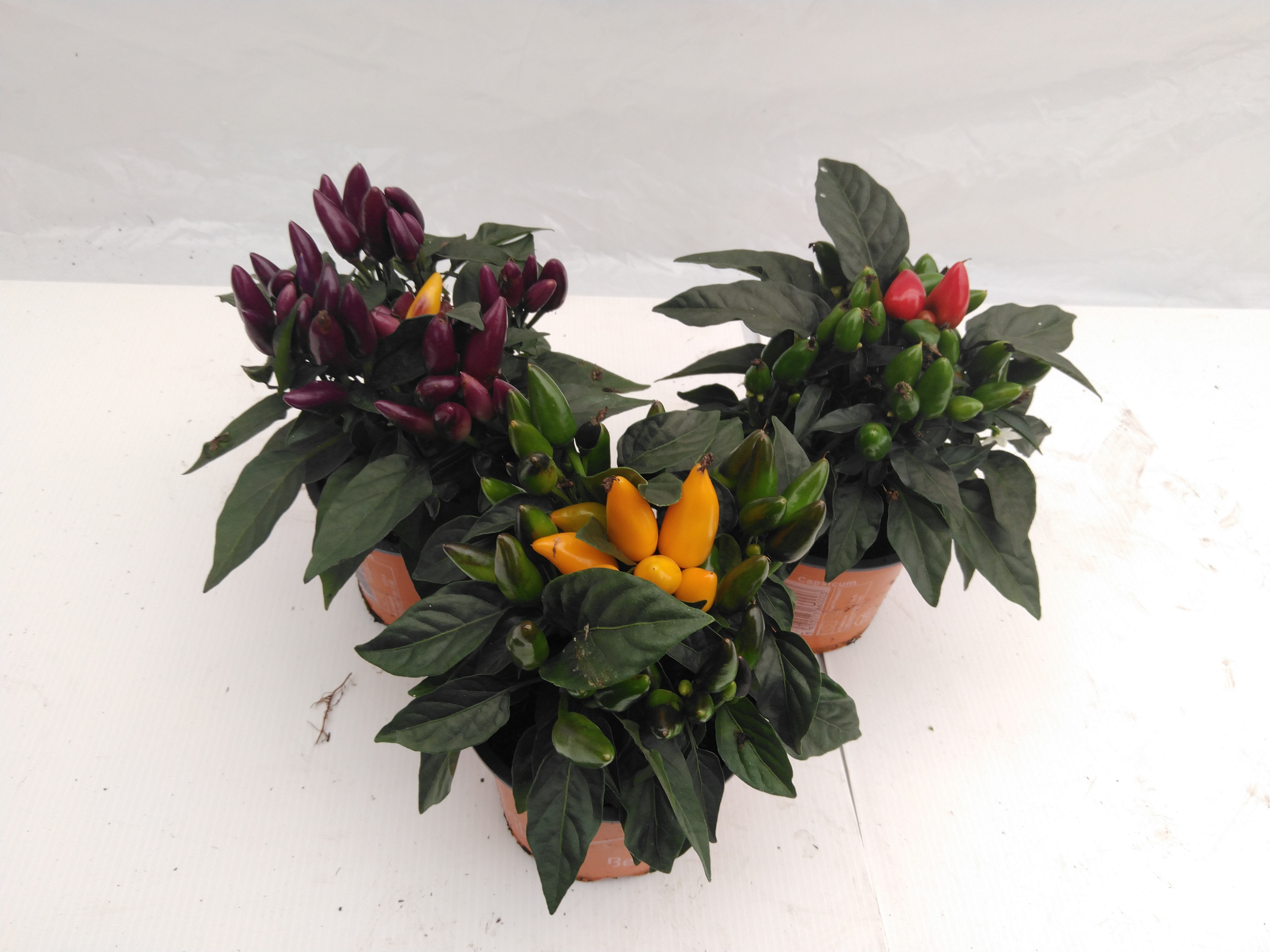 Capsicum frutescens - Sierpeper