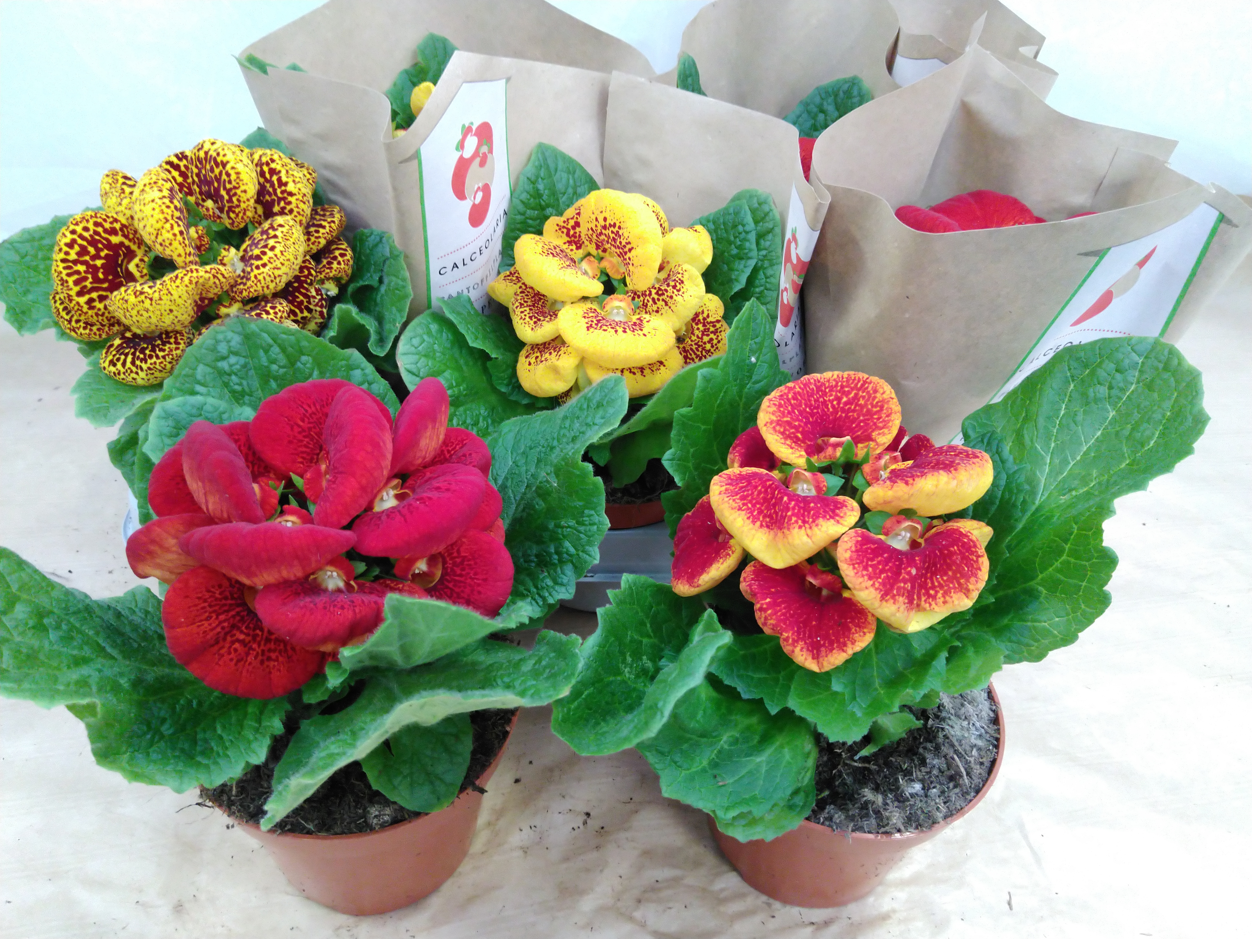 Calceolaria herbeohybrida gemengd Calceolaria herbeohybrida gemengd