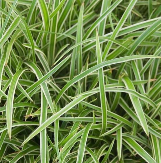 Carex morrowii 'Ice Dance' Carex morrowii 'Ice Dance'