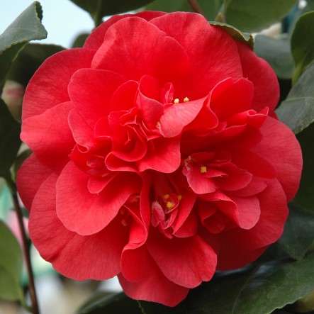 Camellia japonica 'Adolphe Audusson' Camellia japonica 'Adolphe Audusson'