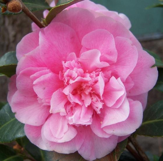 Camellia japonica Mix