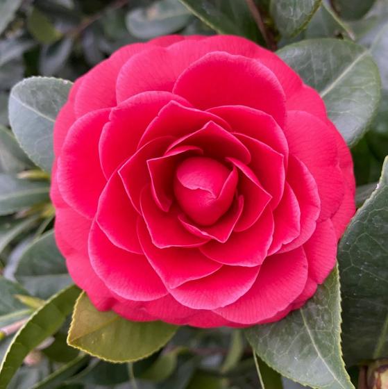 Camellia japonica Mix