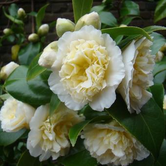 Camellia j. 'Brushfield's Yellow'