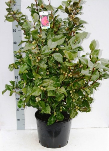 Camelia 'Dr. King'   in knop/en boutton