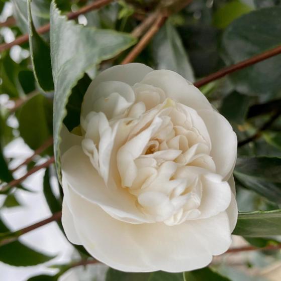 Camellia japonica 'Powder Puff' - SUPER !