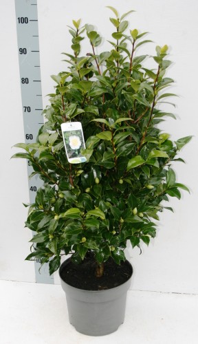 Camellia japonica 'Powder Puff' - SUPER !