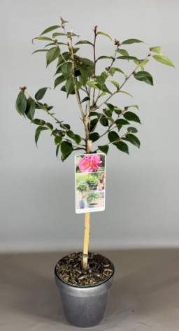 Camellia jap. 'Spring Festival'