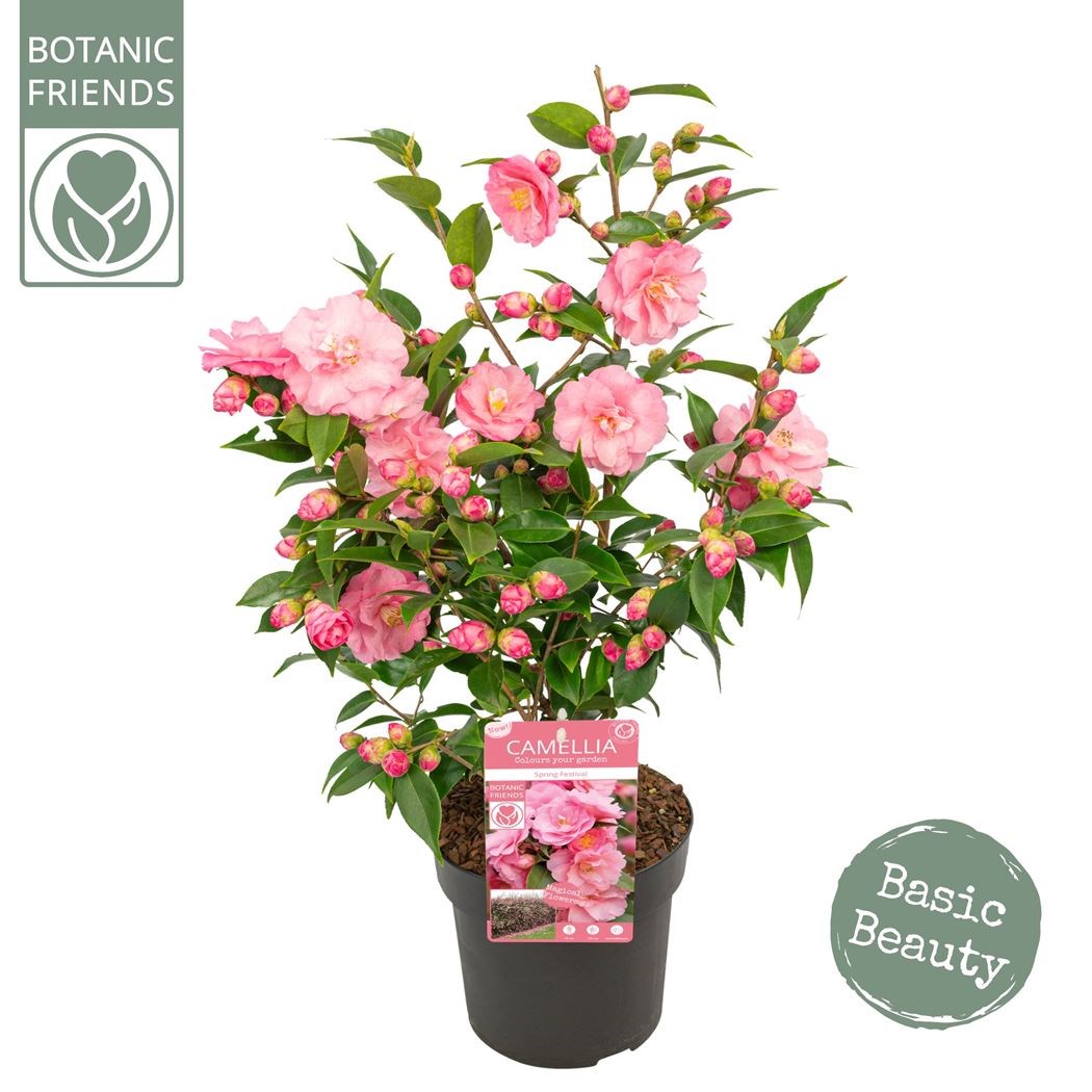 Camellia jap. 'Spring Festival'