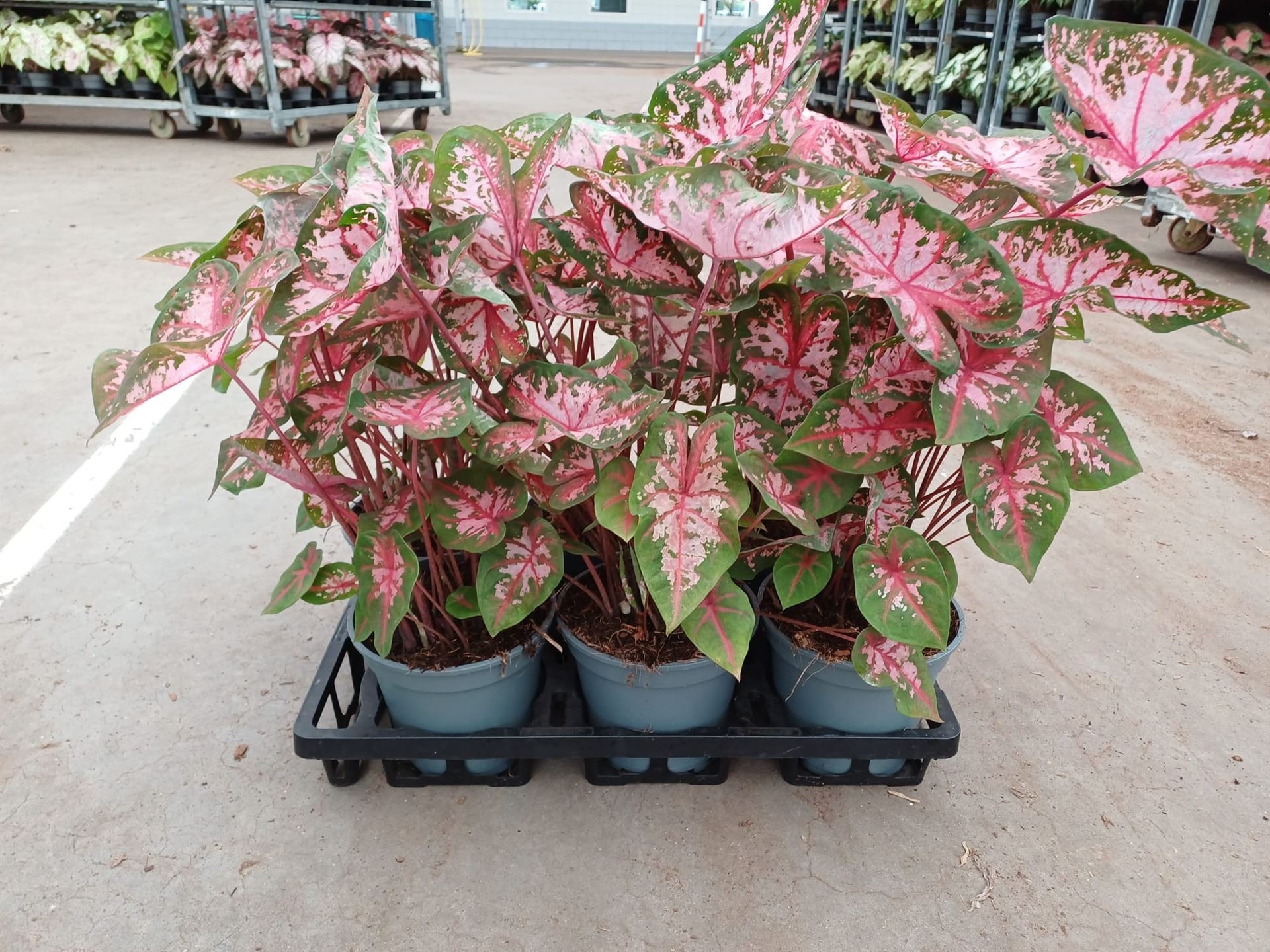 Caladium  'Red' 