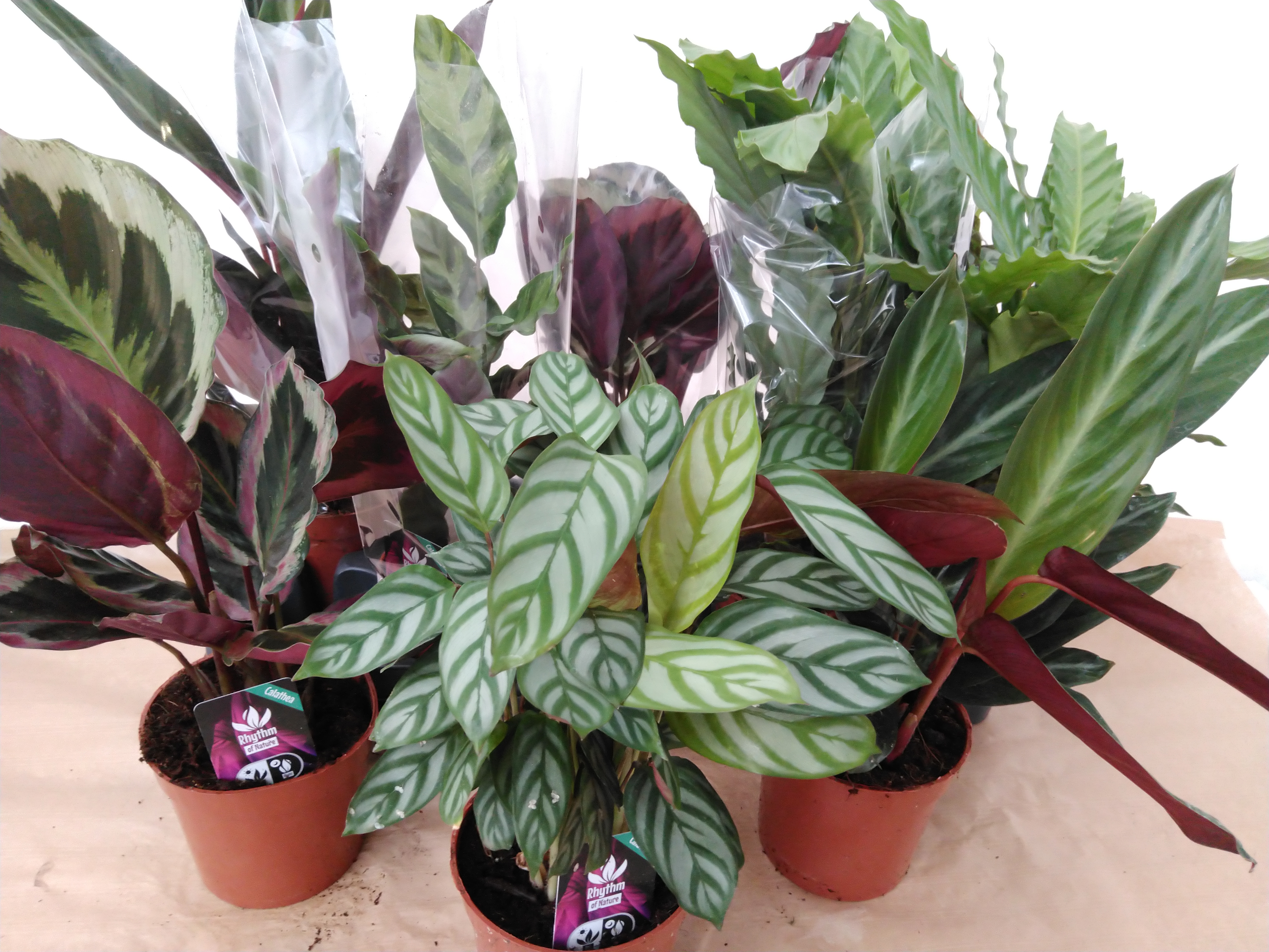 Calathea mix