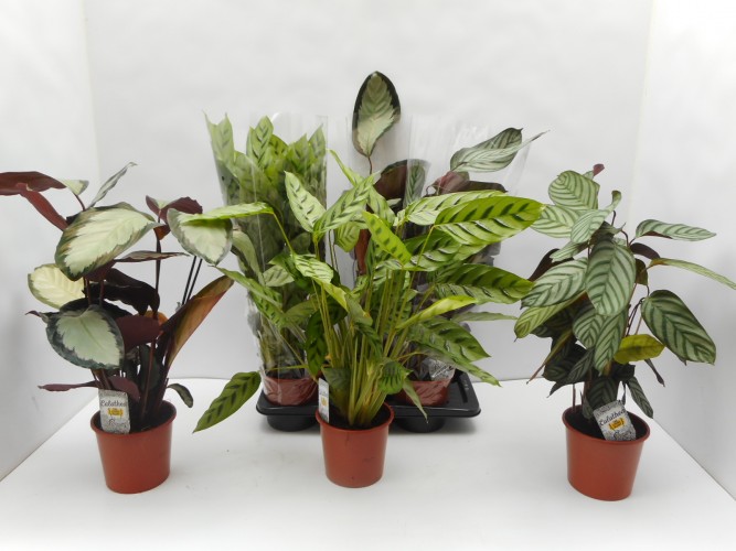 Calathea mix