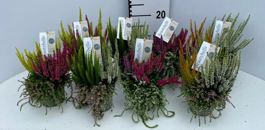 Calluna vulg. 'Beautybelle' hang