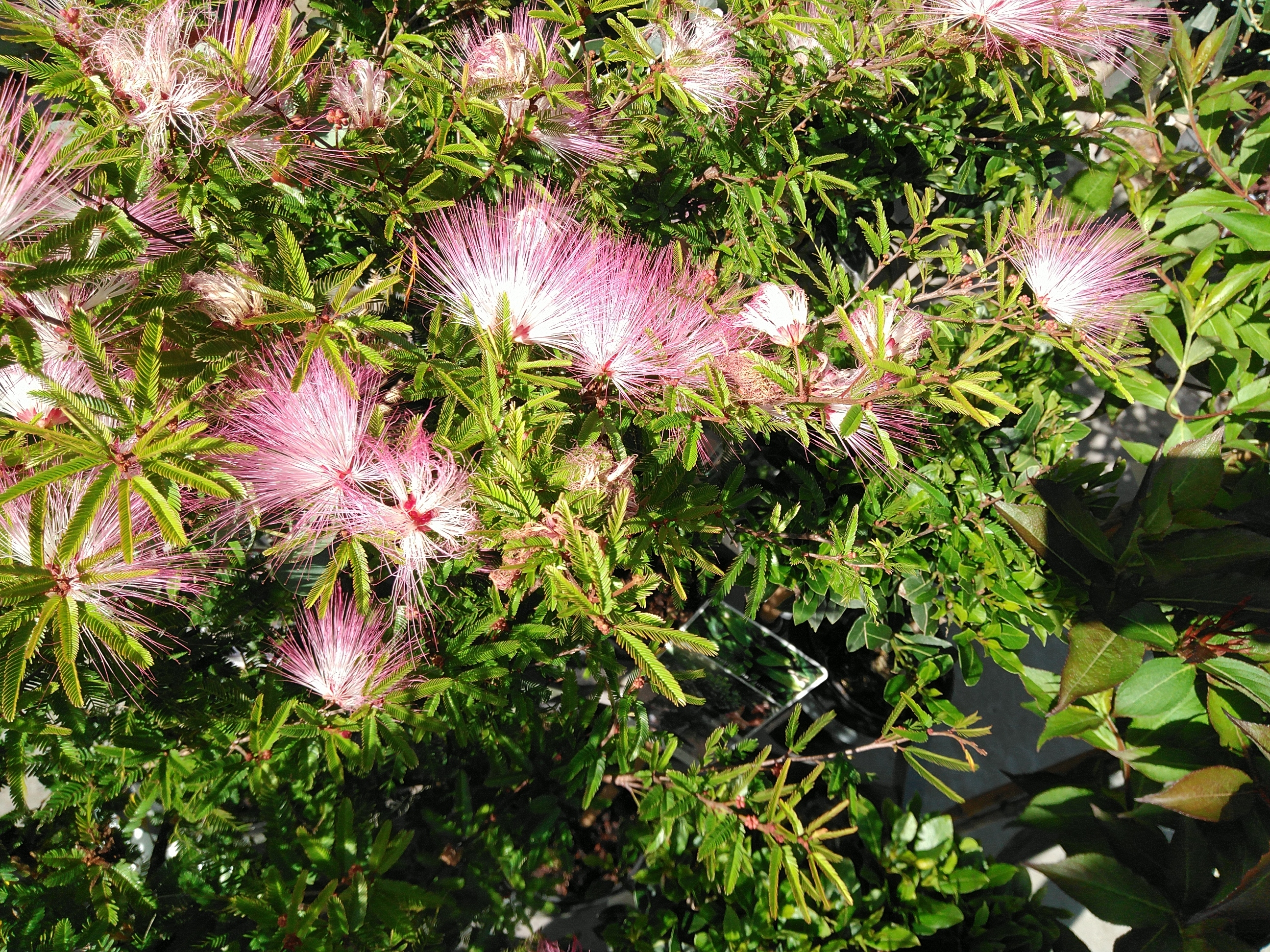 Calliandra sur. 'Dixie Pink'
