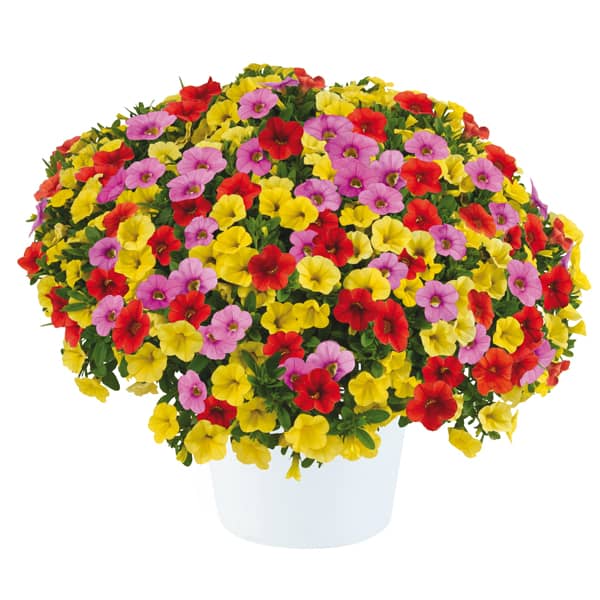 Calibrachoa 'CG Hawaii Trio'