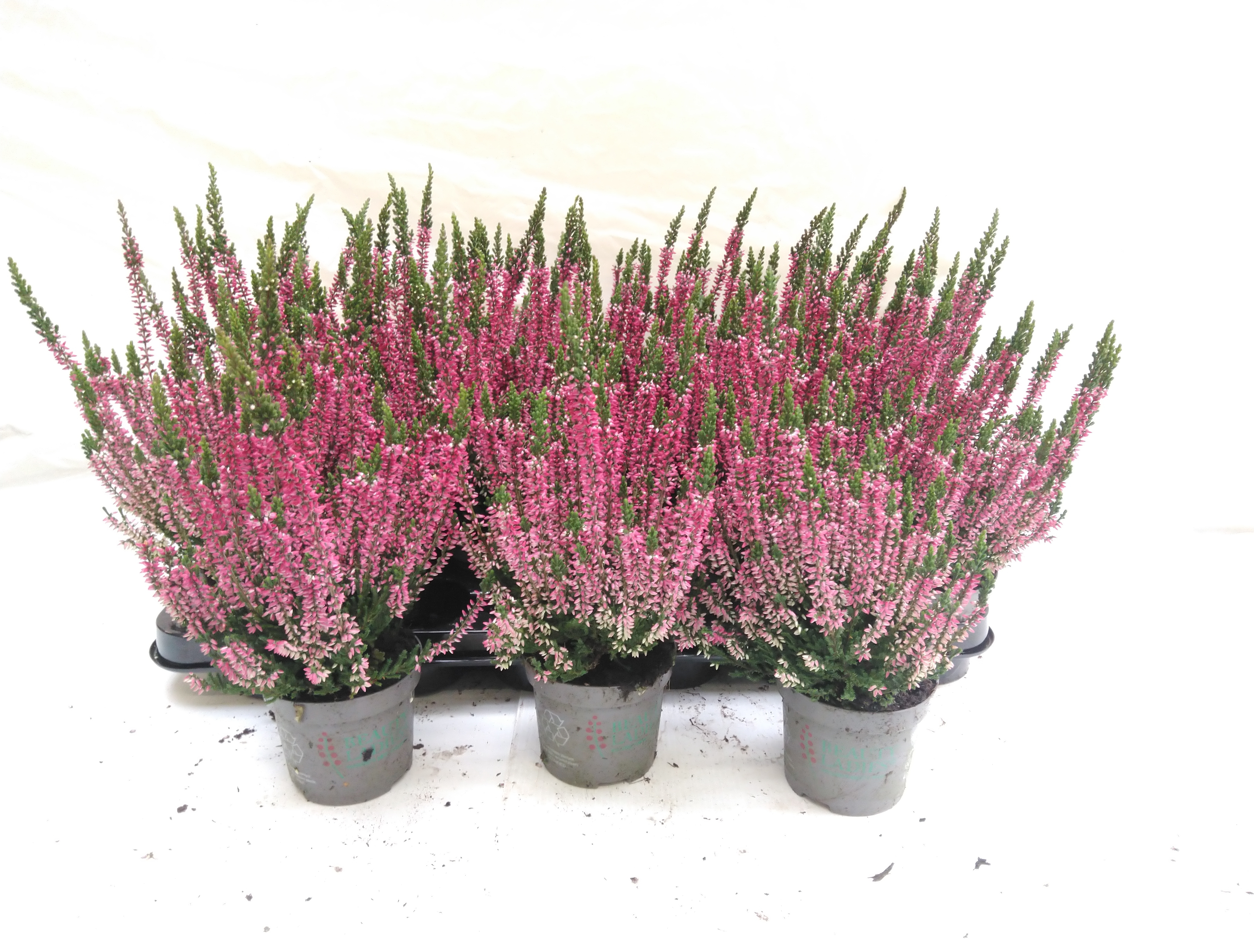 Calluna Mix Par Plateau