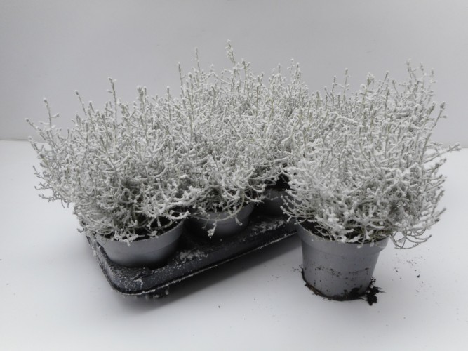 Calocephalus brownii met sneeuw