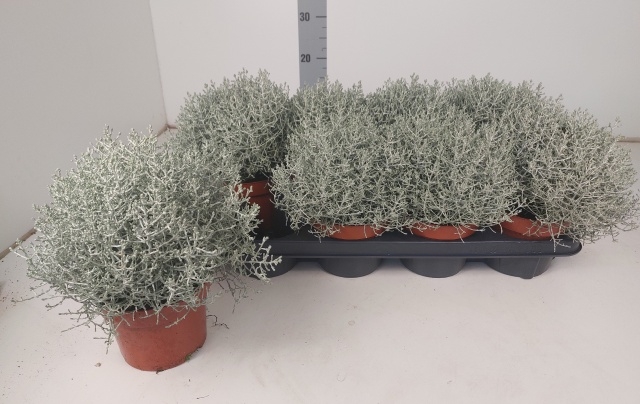 Calocephalus  zwaar XL
