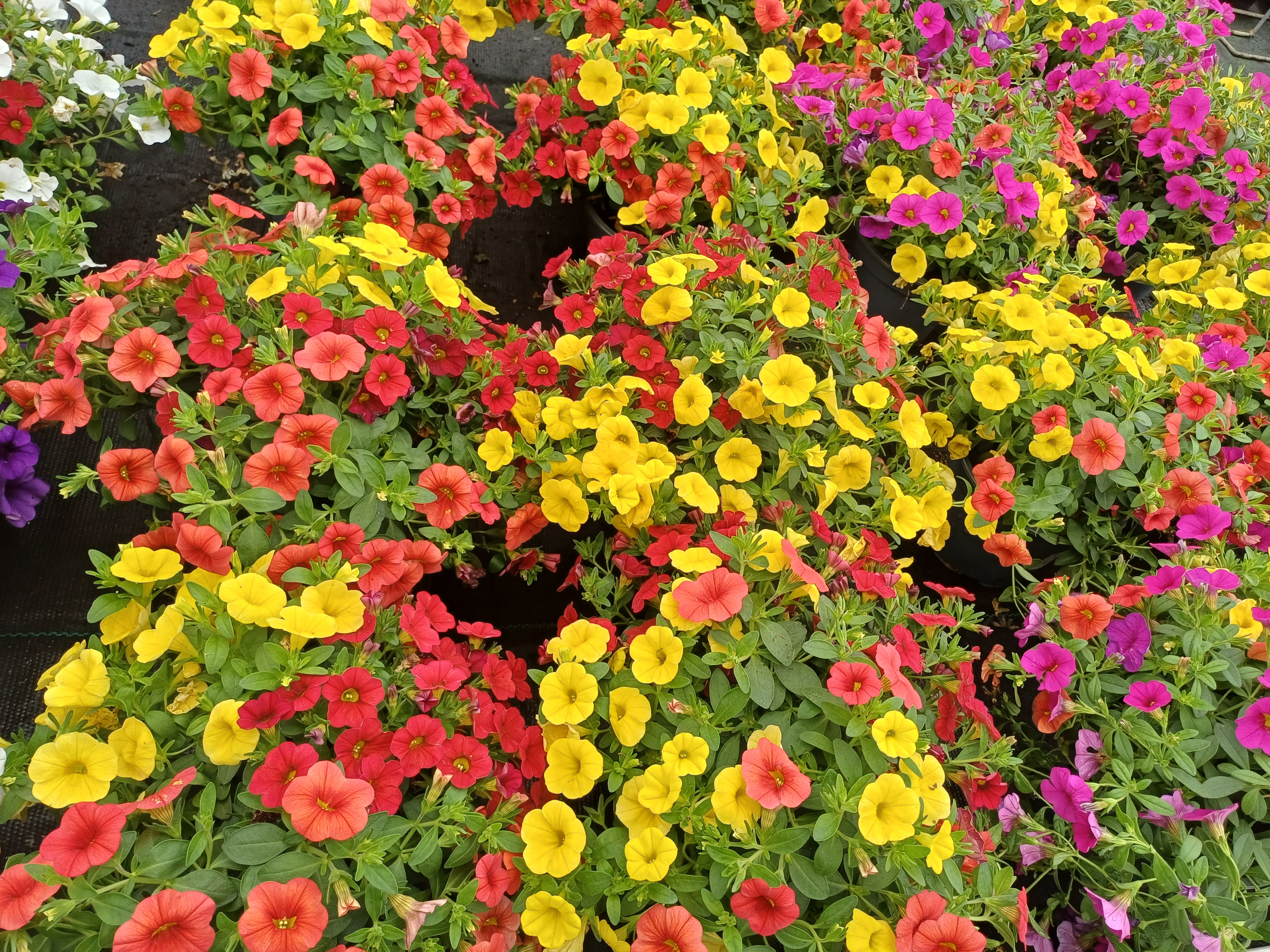 Calibrachoa tricolor - Mix